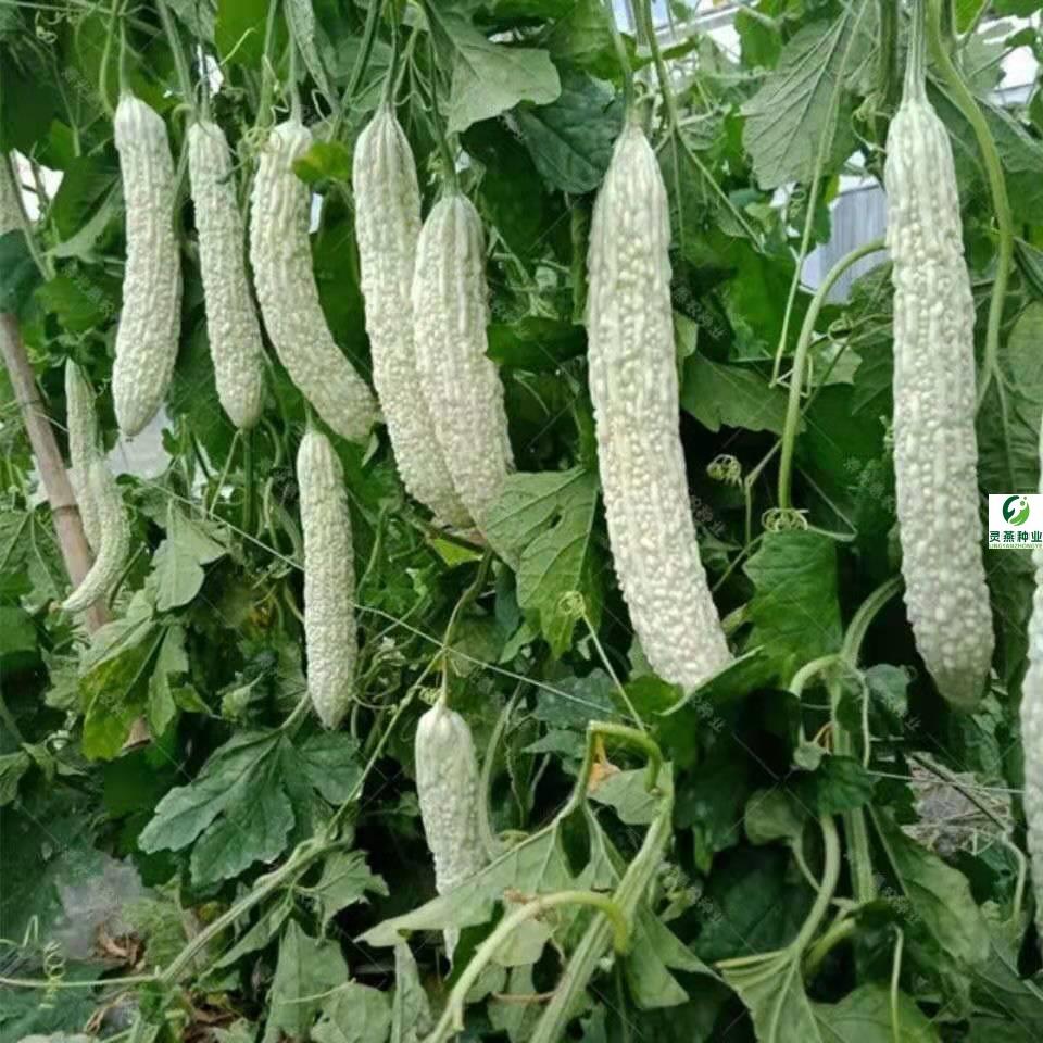 长白苦瓜种子高产翠绿长白杂交种籽刺溜特大抗病耐热四季蔬菜种孑