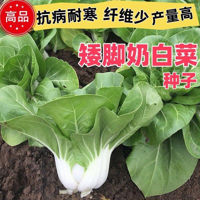 新白雪公主矮脚奶香小白菜种子