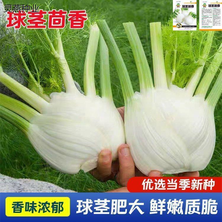 球茎茴香种子结球小茴香种籽春秋四季播大田阳台庭院盆栽蔬菜种孑
