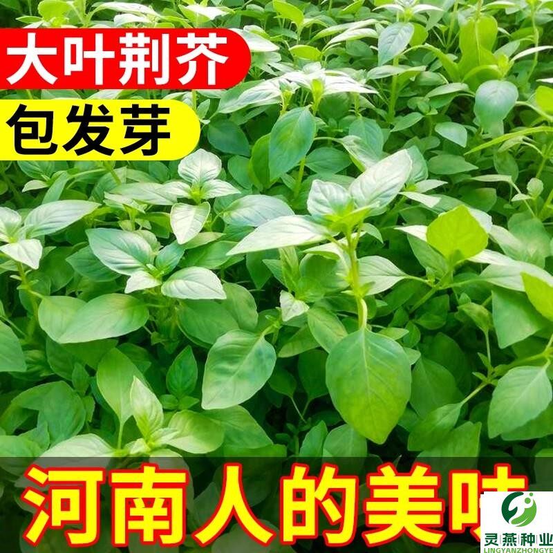 荆芥菜种籽小青菜种子带土带根四季河南大叶籽种盆栽菜籽蔬菜苗孑
