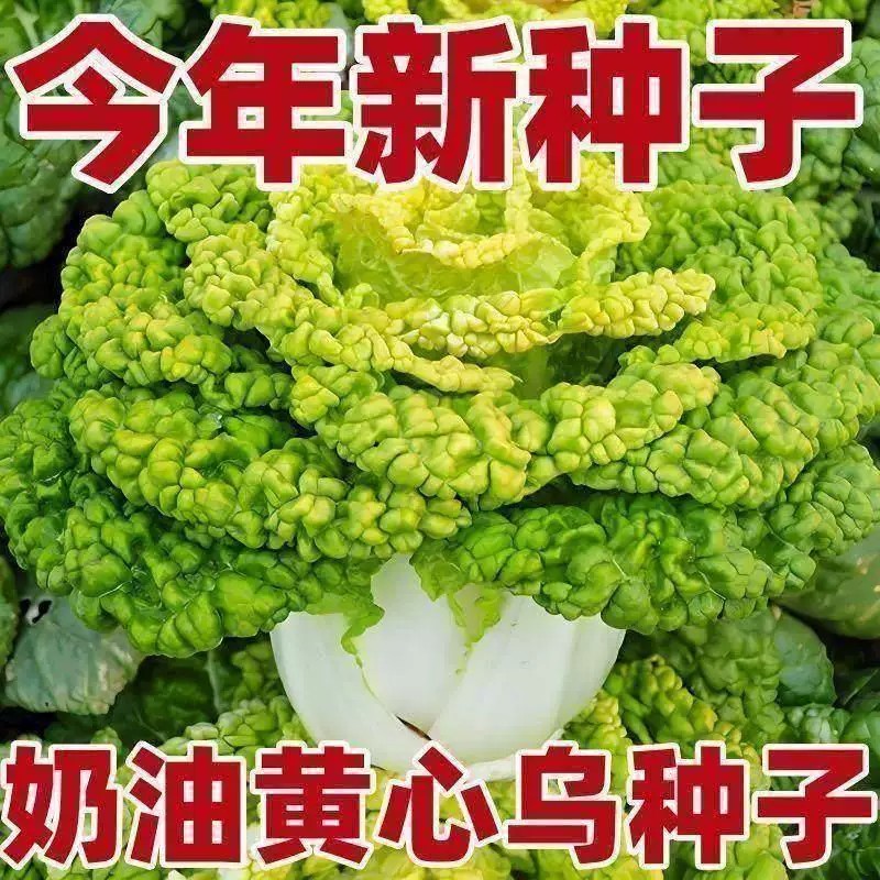 黄心乌塌菜种子高产耐寒四季种植