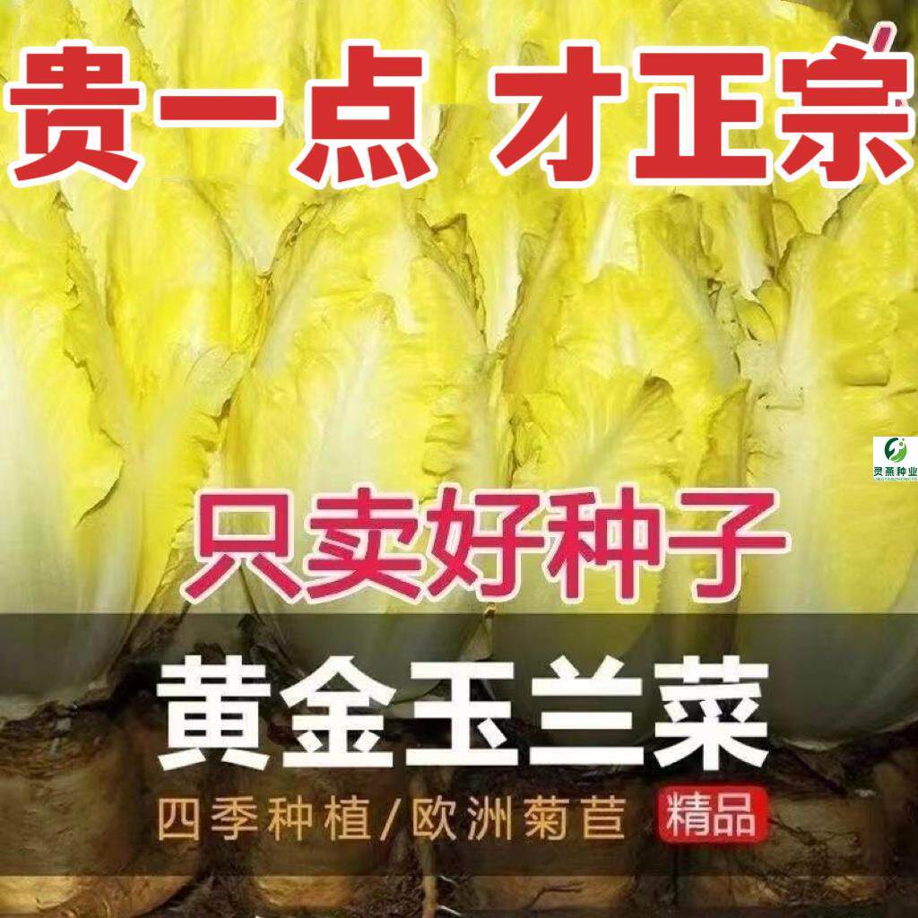 金玉兰菜种子菊苣菜王子菜营养软化菊苣多年生四季种蔬菜种子大全