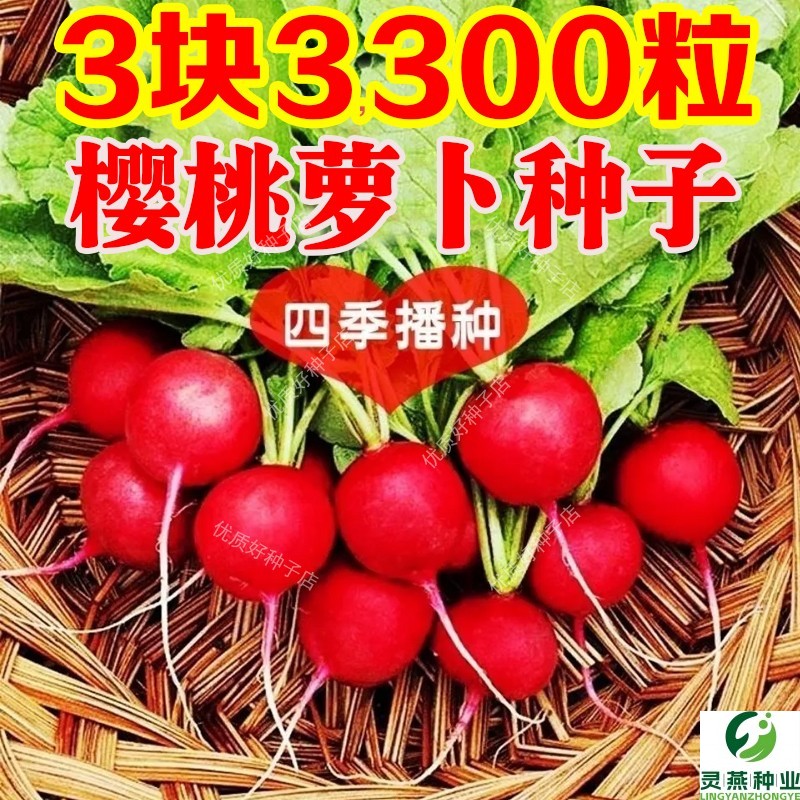 樱桃萝卜种籽大全水果樱桃萝卜菜种孑春秋四季阳台盆栽蔬菜罗卜种