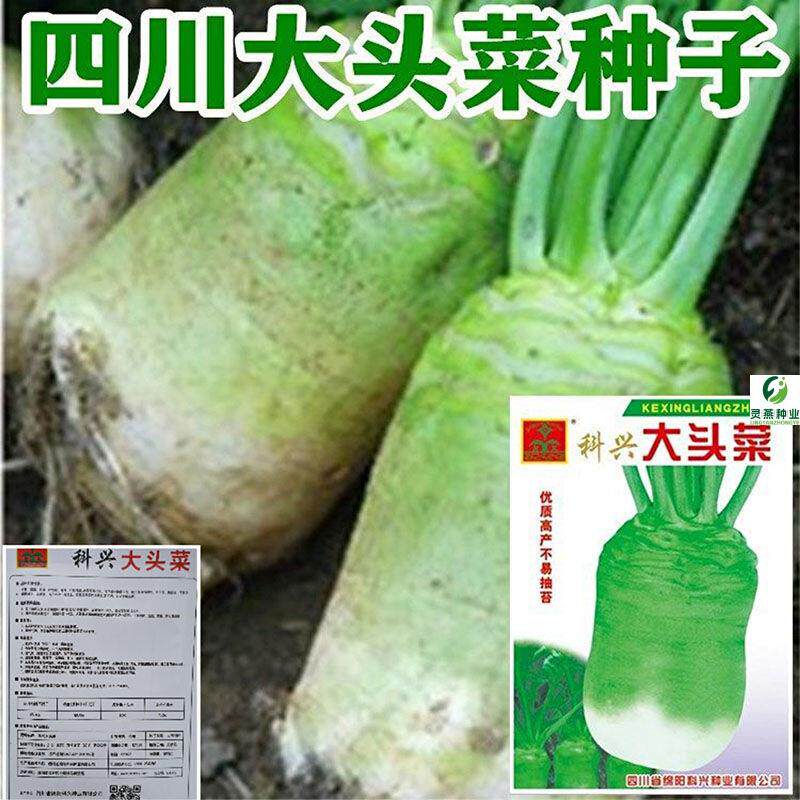 大头菜种子四川抱子芥菜种子榨菜疙瘩根腌制榨菜泡菜秋季蔬菜种籽