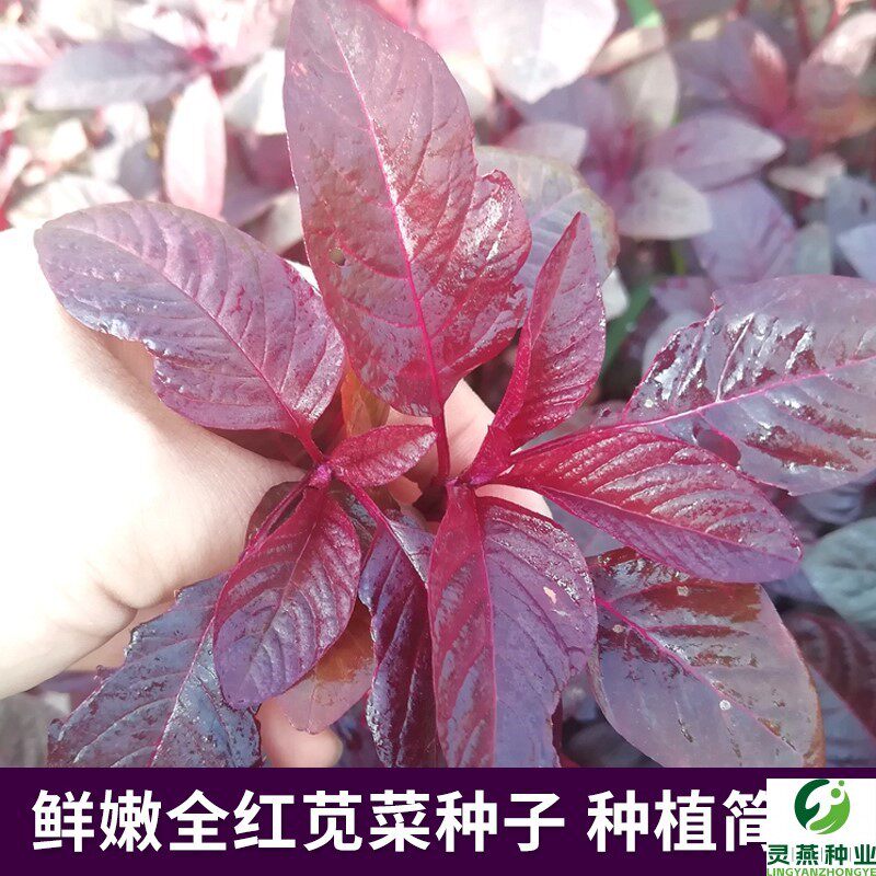 鲜嫩全红苋菜种子圆叶纯红苋菜种籽四季种植阳台田园庭院蔬菜种孑