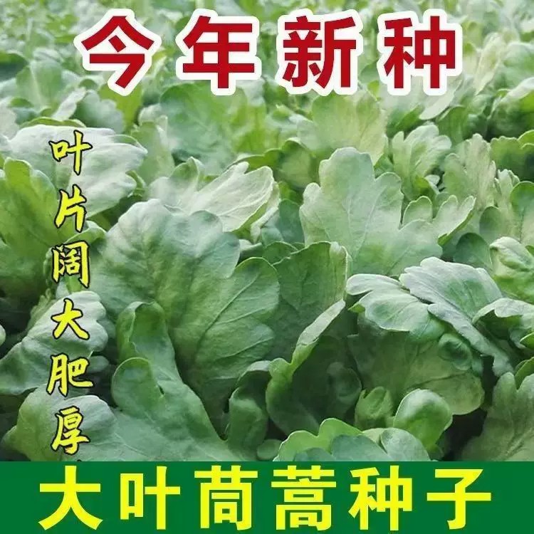 大叶茼蒿种子皇帝菜四季盆栽高产