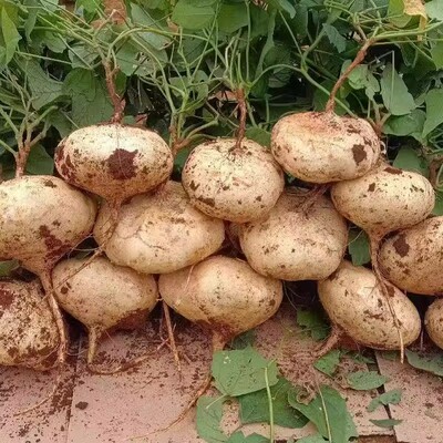 贵州高山新鲜地萝卜农家自种白地瓜水果凉薯现挖脆甜多汁大果包邮