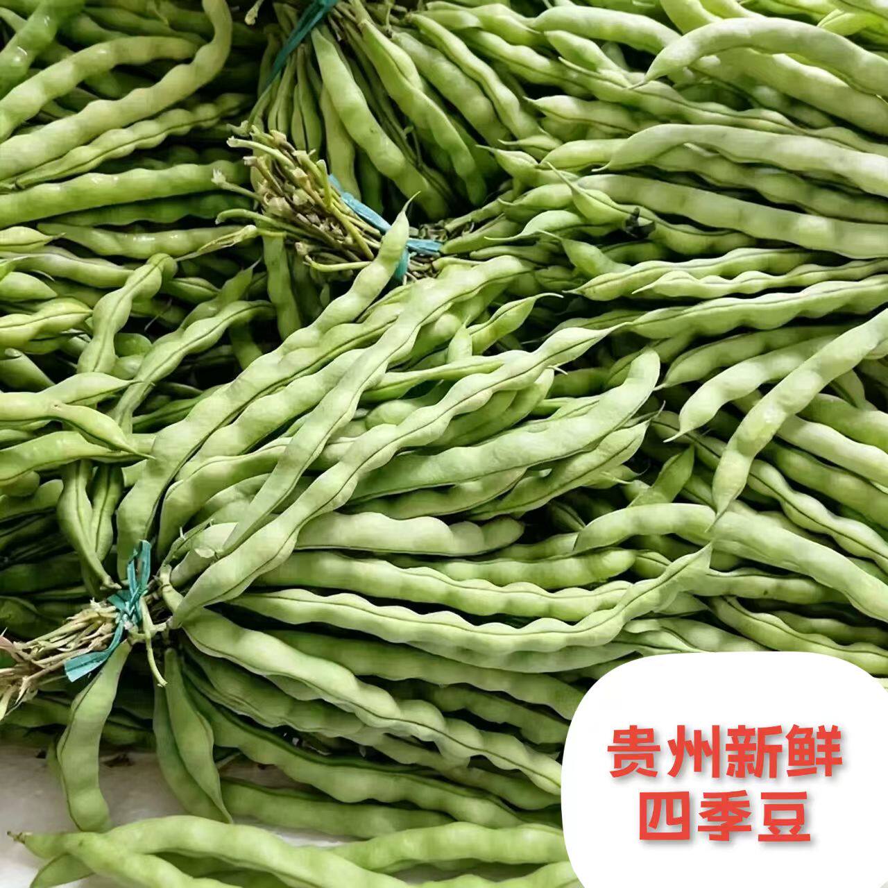 贵州毕节新鲜四季豆散装芸豆农家蔬菜农家菜自种子现摘整箱四季豆
