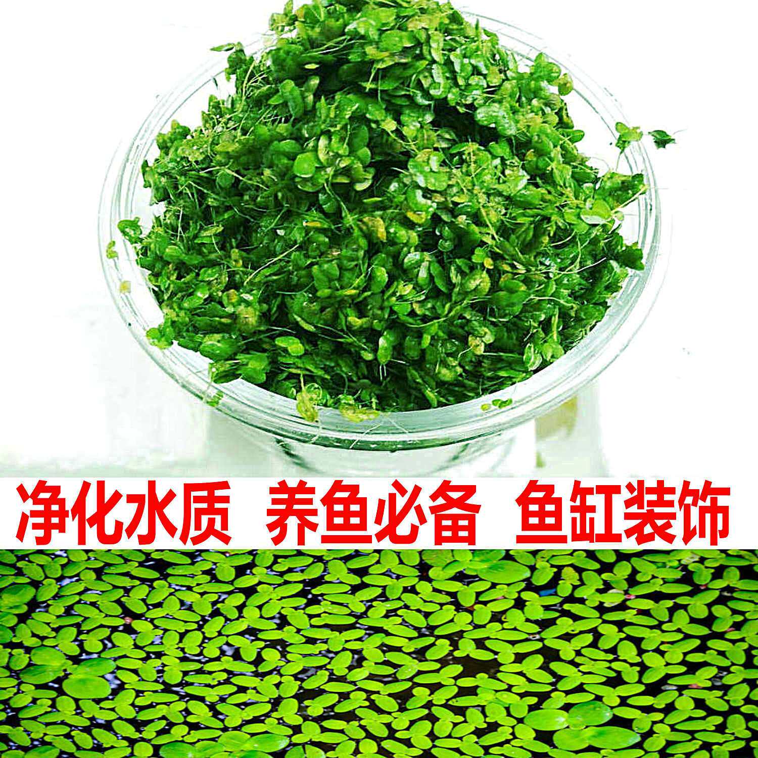 鱼缸净水芝麻浮萍小浮萍浮性水草鱼缸龟缸水族浮萍活体水植物造景