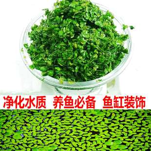 鱼缸净水芝麻浮萍小浮萍浮性水草鱼缸龟缸水族浮萍活体水植物造景