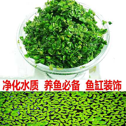 鱼缸净水芝麻浮萍小浮萍浮性水草鱼缸龟缸水族浮萍活体水植物造景