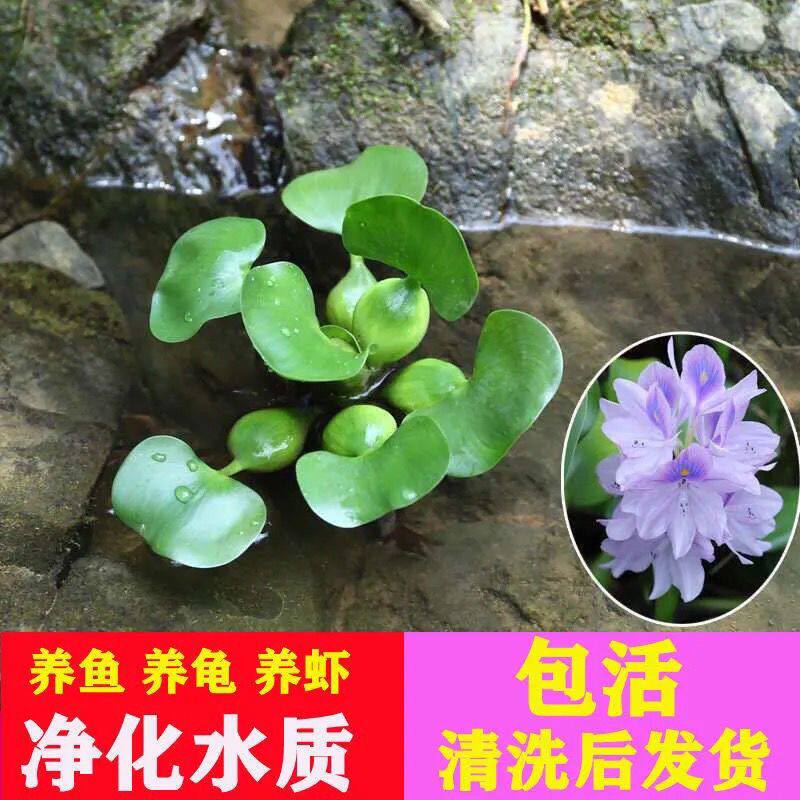 水葫芦花卉植物苗池塘园林庭院鱼缸造景净化水质养鱼养龟水培植物
