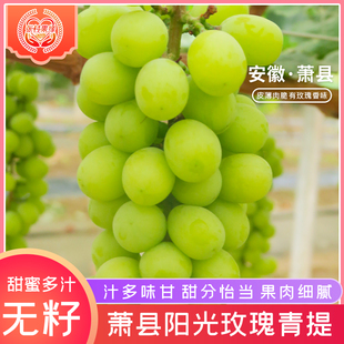 现摘现发顺丰速运萧县张村果缘阳光玫瑰葡萄五斤江浙沪皖包邮