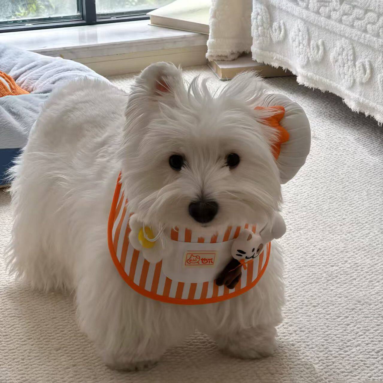 大型犬小狗猫咪狗围脖口