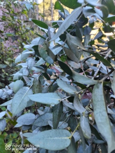 现采新鲜桉树叶枝叶子泡澡袪痒湿新鲜桉树枝叶驱蚊虫清香包邮