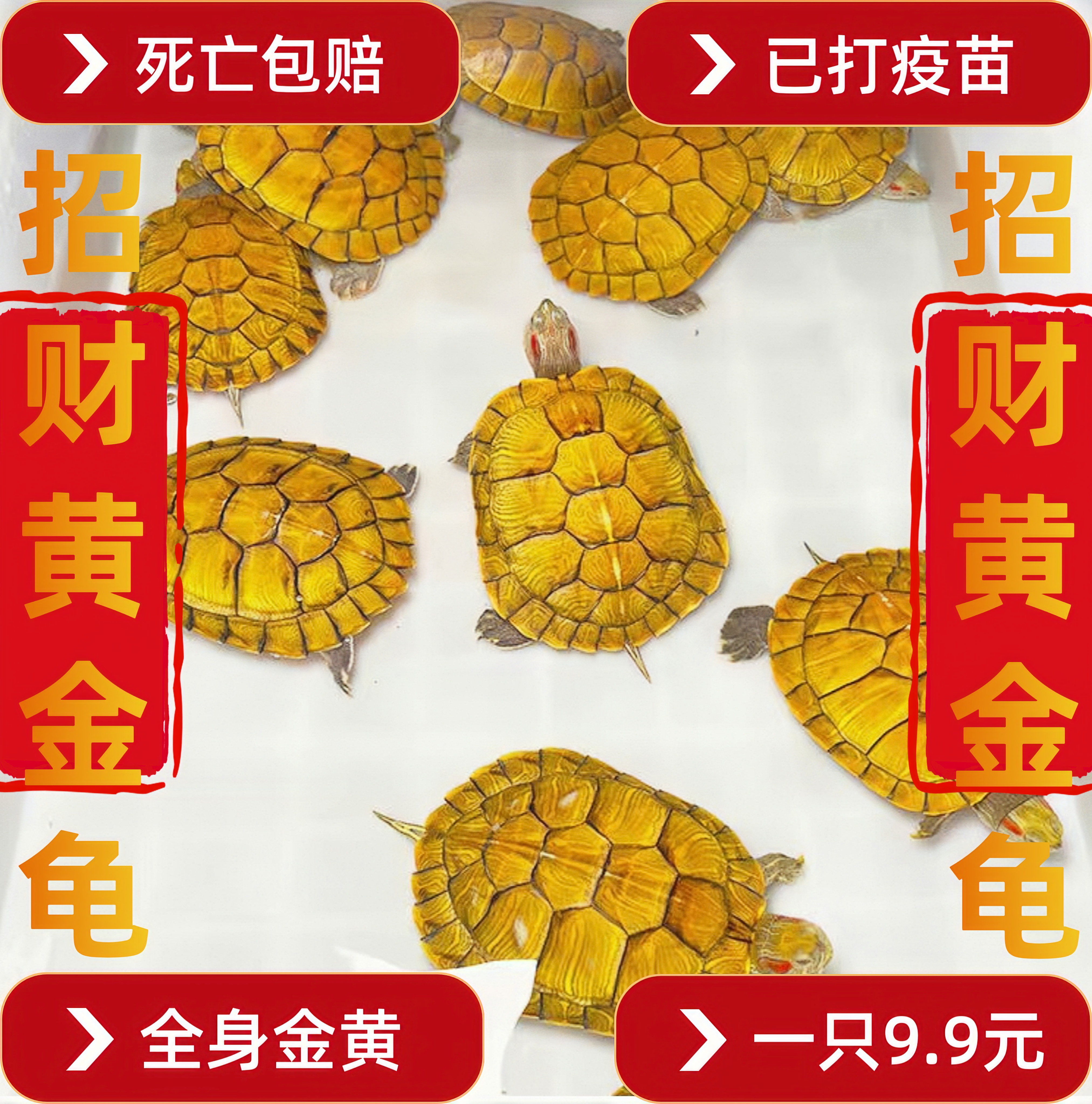 招财黄金龟宠物乌龟活物巴西龟情侣黄金龟仔宠物观赏纯种黄金乌龟