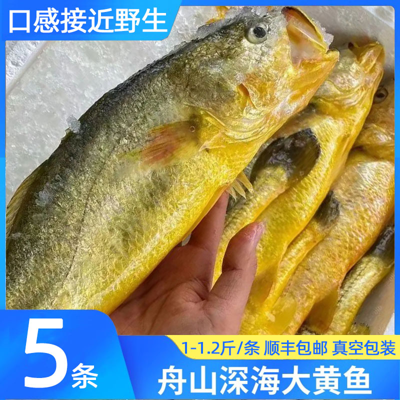 舟山黄鱼新鲜冷冻生态海捕
