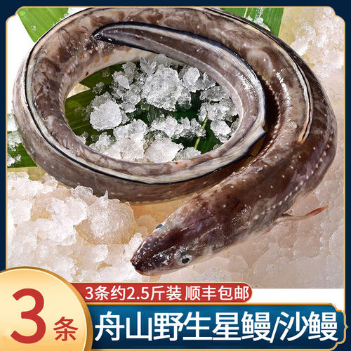 舟山海钓特产新鲜沙鳗七星鳗鱼