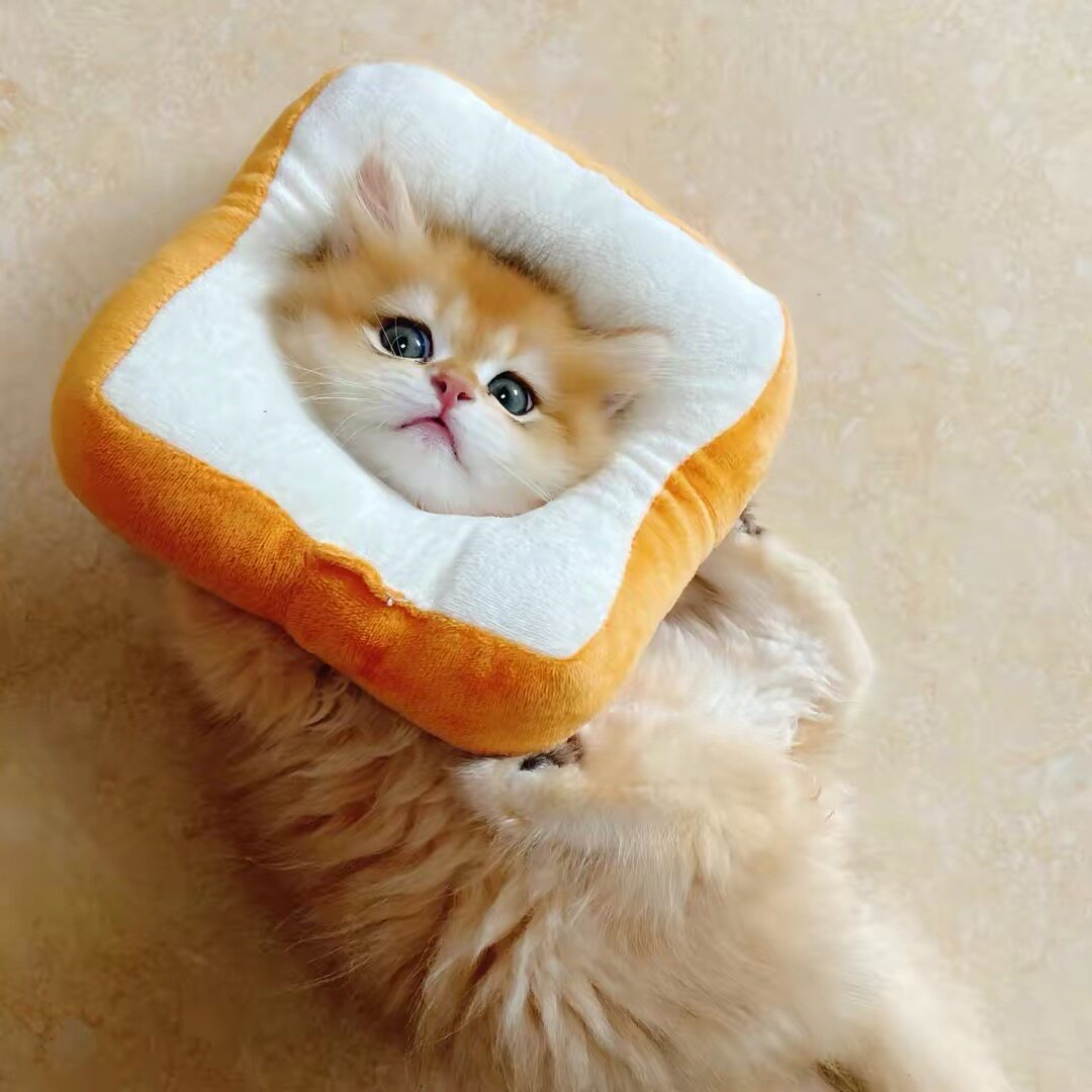 网红猫咪吐司头套猫猫宠物小狗狗防舔可调节伊丽莎白圈面包耻辱圈