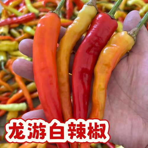 龙游白辣椒新鲜采摘红辣椒