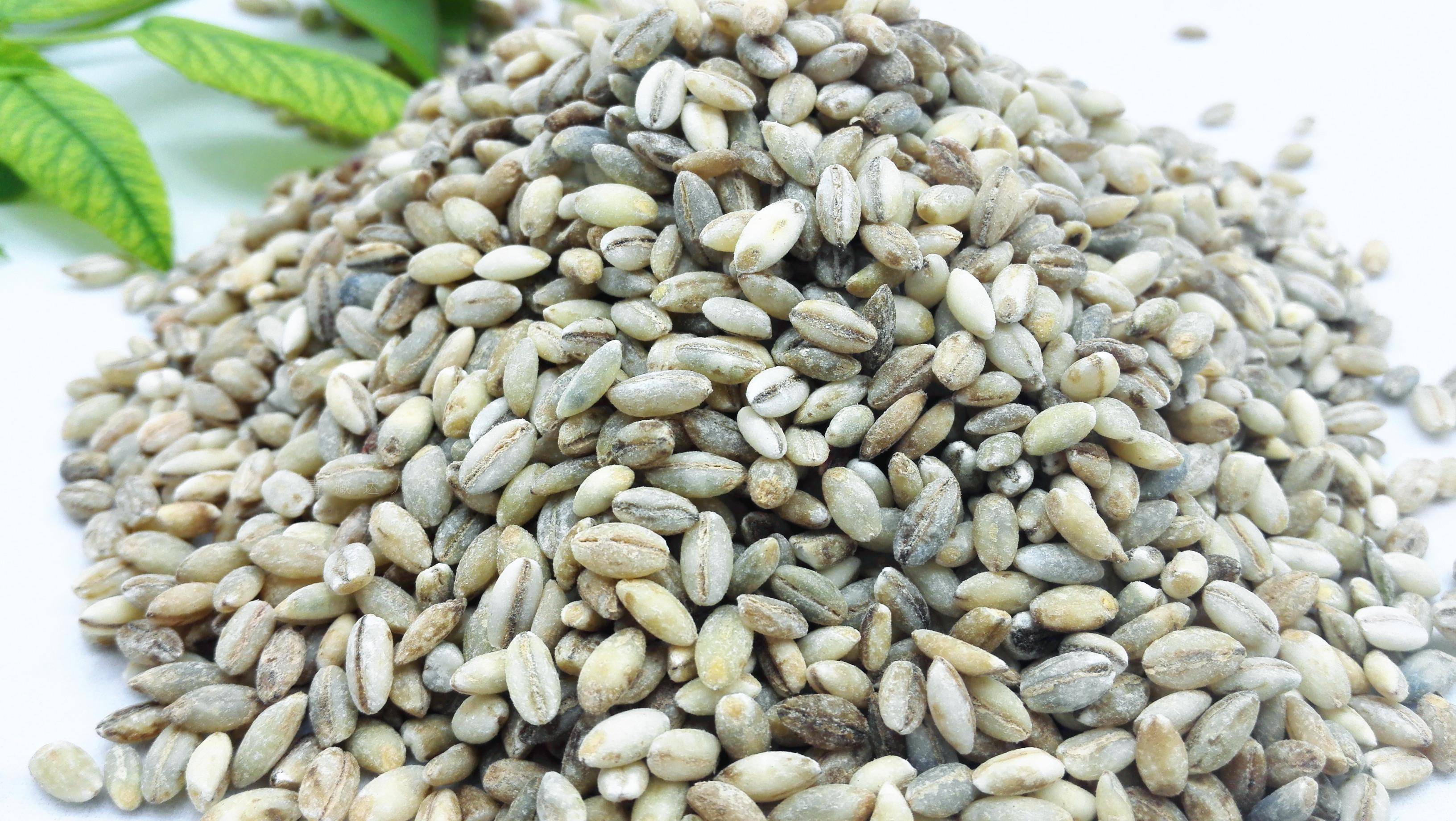 纯青海蓝青稞米西藏青稞麦仁青稞米五谷杂粮真空粗粮500g包邮