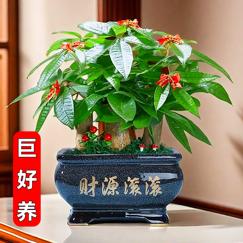 发财树盆栽树桩招财室内大型绿植开业送礼前台大号金钱树四季常青
