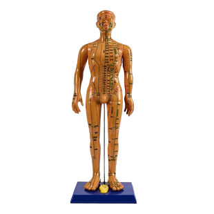 针灸穴位人体经络模型人中医按摩全身超清晰铜人小皮人络通图家用