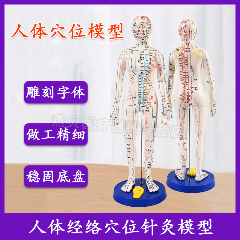 丰帆人体针灸经穴模型