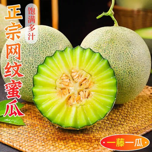 山东玲珑网纹瓜甜瓜 当季现采甜瓜 冰淇淋口感 软糯香甜 薄皮多汁