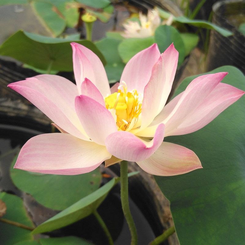 小型丰花碗莲莲藕种根苗荷花苗盆栽水养莲花观赏睡连水培四季种藕