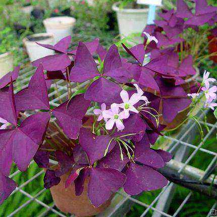 紫叶酢浆草苗 红花醡浆草花苗 幸运草苗紫叶红花醡浆草 四季开花