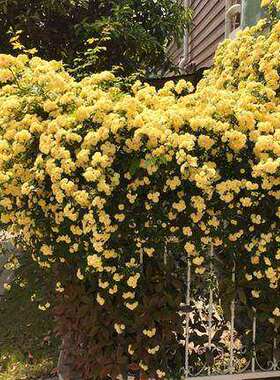 黄色木香花苗爬藤植物浓香红木香花苗庭院花卉盆栽黄白色木香苗