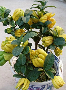 室内盆栽花卉植物佛手苗金佛手盆栽地栽绿色花卉植物净化空气
