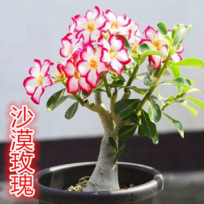 室内盆栽植物沙漠玫瑰花苗办公室桌面绿植当年开花懒人自动吸水盆