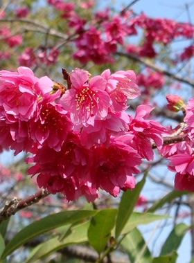 樱花树苗日本晚樱苗地栽苗嫁接早晚樱庭院植物