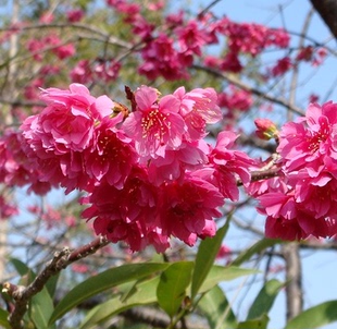 樱花树苗日本晚樱苗地栽苗嫁接早晚樱庭院植物