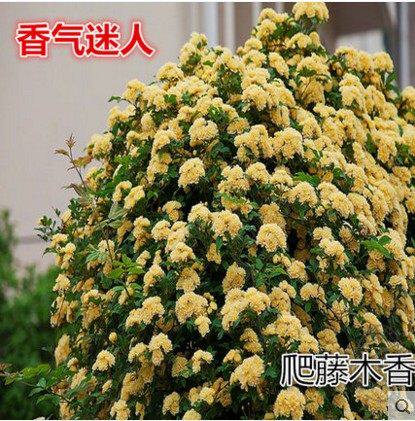 庭院室内爬藤花卉木香花黄白木香花香飘七里攀援速度快当年开花