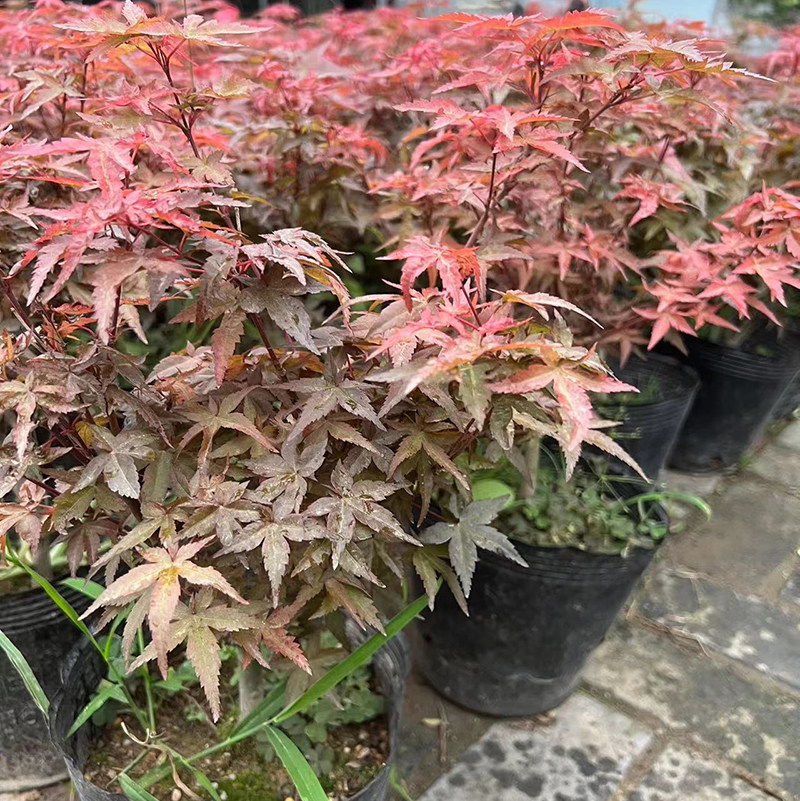 枫树红舞姬三季红庭院日本红枫图片