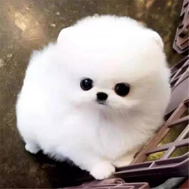 博美狗狗幼犬纯种价格 博美狗狗幼犬纯种图片 星期三 博美狗狗幼犬纯种价格 博美狗狗幼犬纯种图片 星期三
