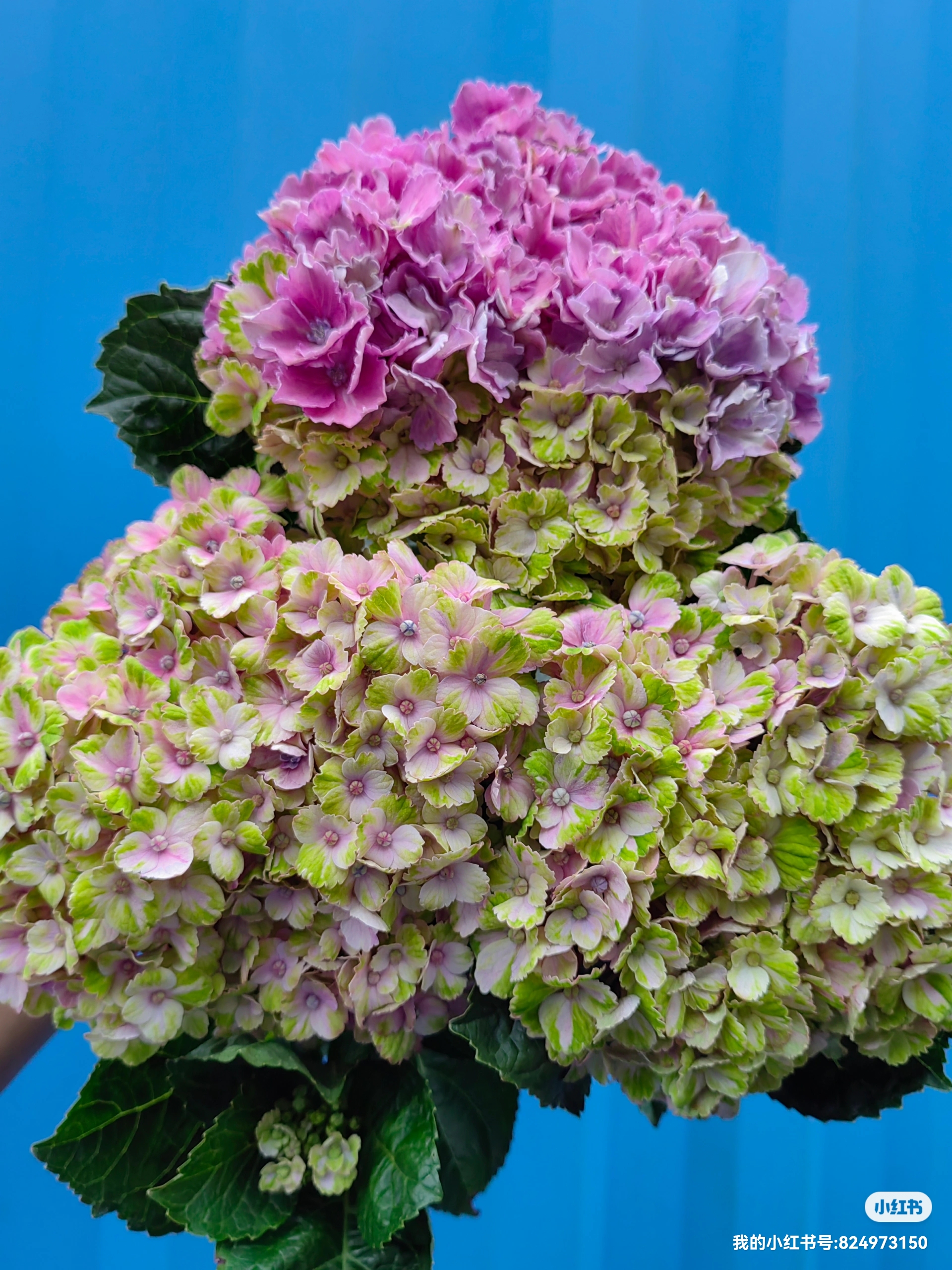 新品绣球沙冰花列车明镜止水卷卷  盆栽小苗 植物 盆栽阳台庭院