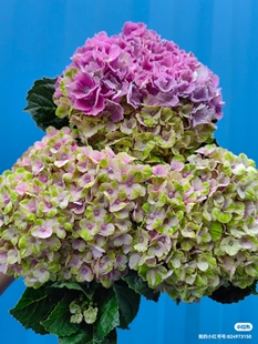 新品绣球沙冰花列车明镜止水卷卷  盆栽小苗 植物 盆栽阳台庭院