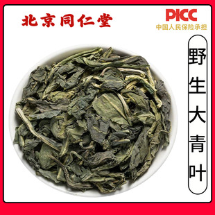 同仁堂野生大青叶中药材500g精选高品质大青叶干货新鲜板蓝根叶子