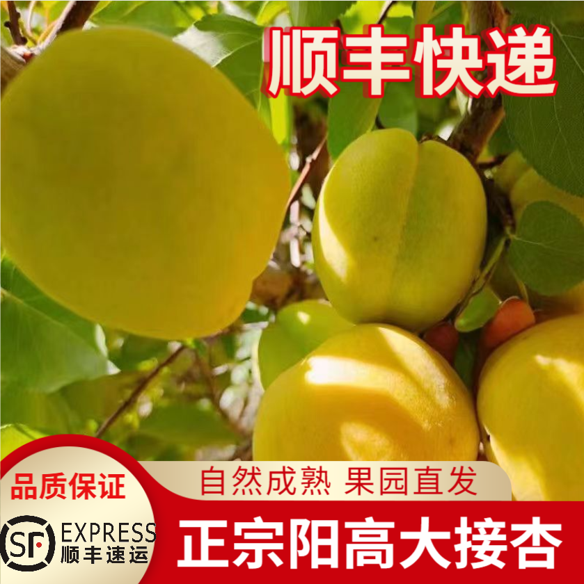 顺丰正宗阳高大接杏山西大同大黄杏果园新鲜酸甜阳高杏子水果礼盒