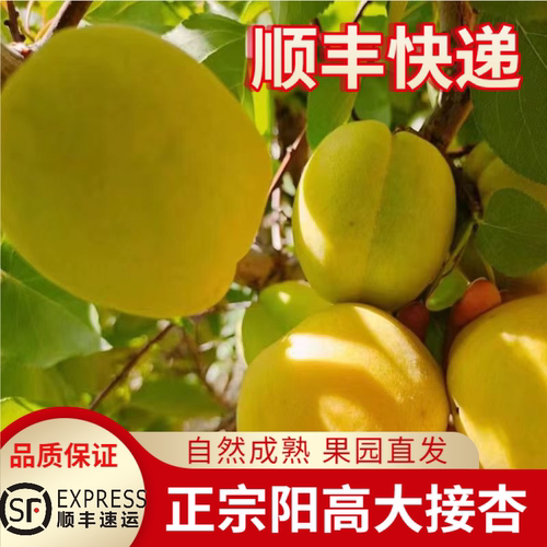 顺丰正宗阳高大接杏山西大同大黄杏果园新鲜酸甜阳高杏子水果礼盒