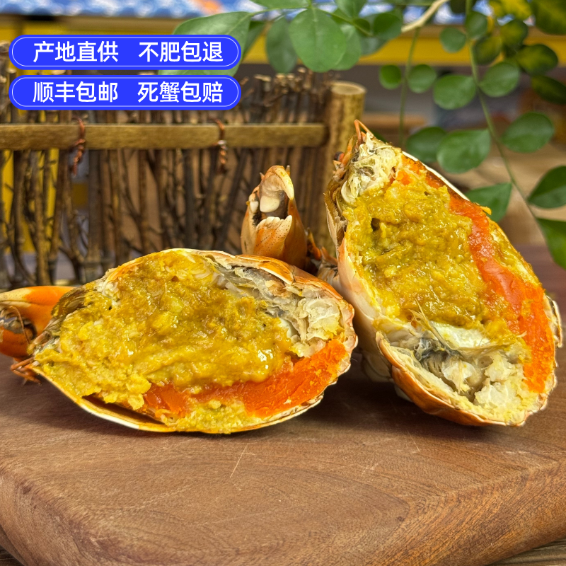 正宗黄油蟹鲜活野生膏油蟹满膏母蟹爆膏满油顺丰包活高端海鲜礼盒