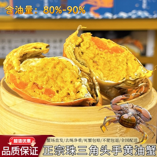 广东鲜活头手黄油蟹7两膏油蟹特大红膏蟹产地母蟹包活到海鲜礼品