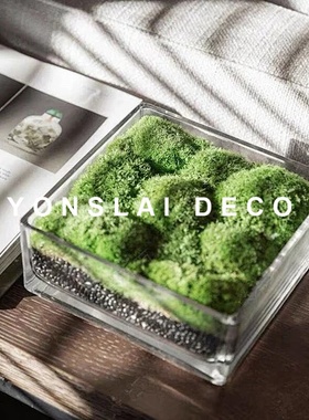 简约现代样板间永生苔藓客厅玄关茶几桌面永生绿植摆件床头柜花艺
