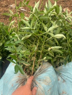 青花椒苗，大量有货1000棵起售