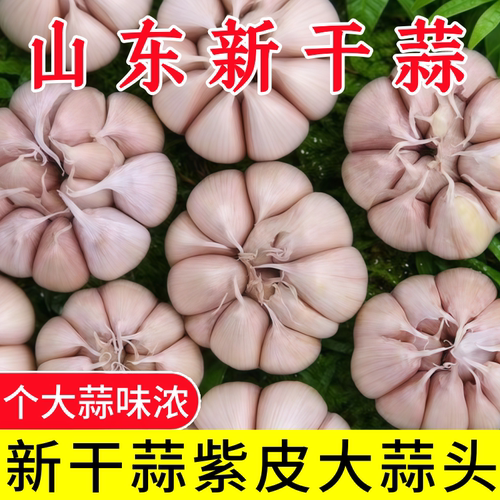 【提前过年大蒜头山东紫皮大蒜头