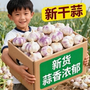 包邮 金乡干蒜紫皮大蒜头新鲜优质大蒜头红皮大蒜种子 进店快抢